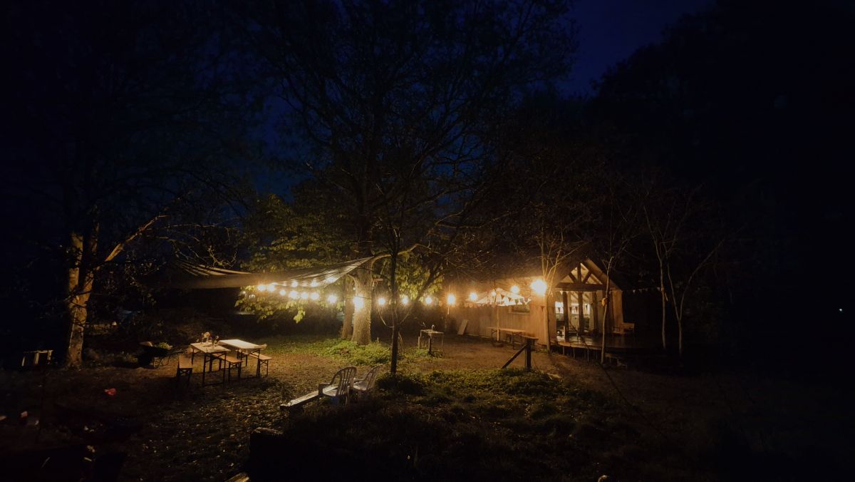 Acacia in de avond