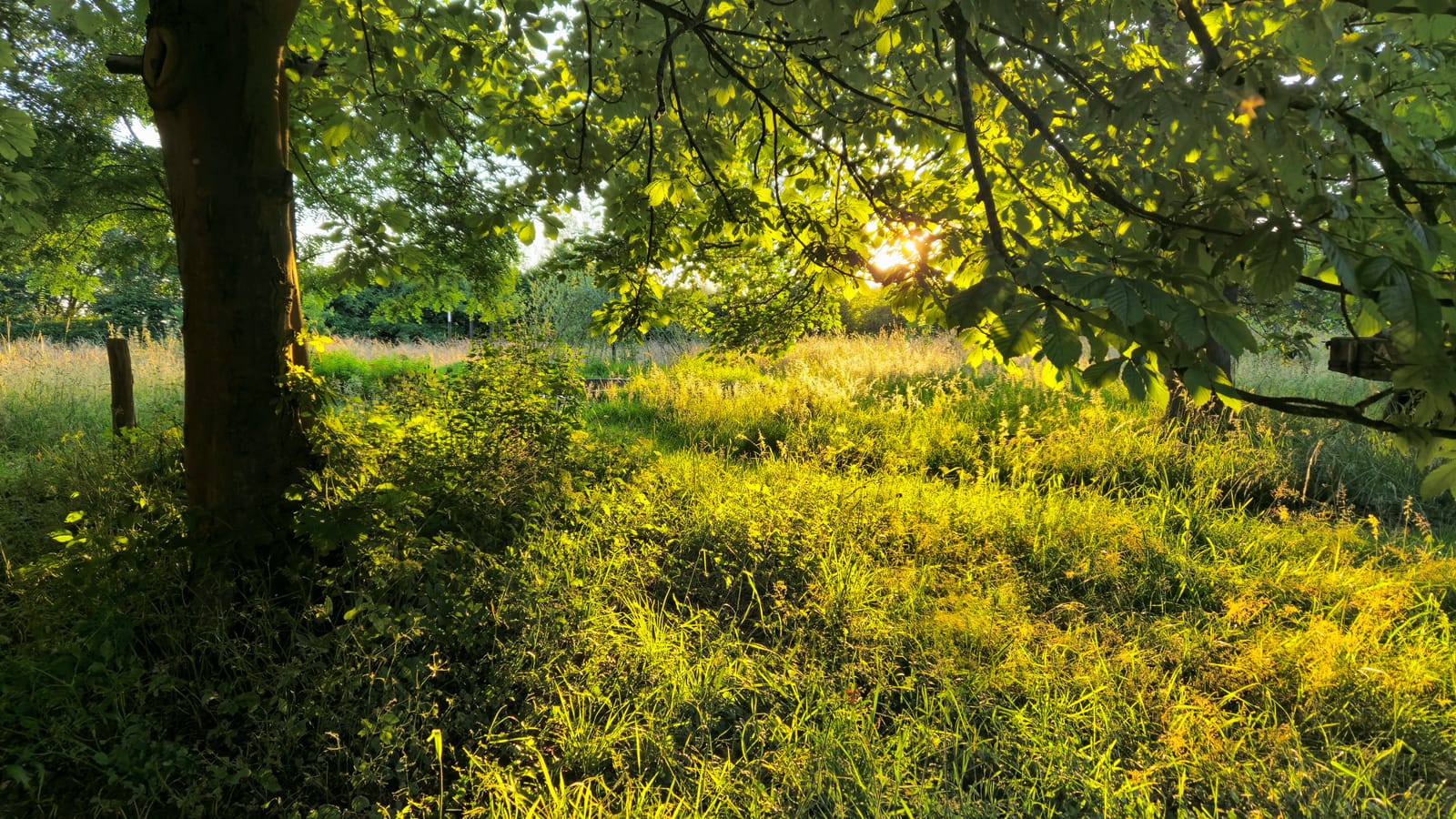 Avondlicht door de bomen in het voedselbos