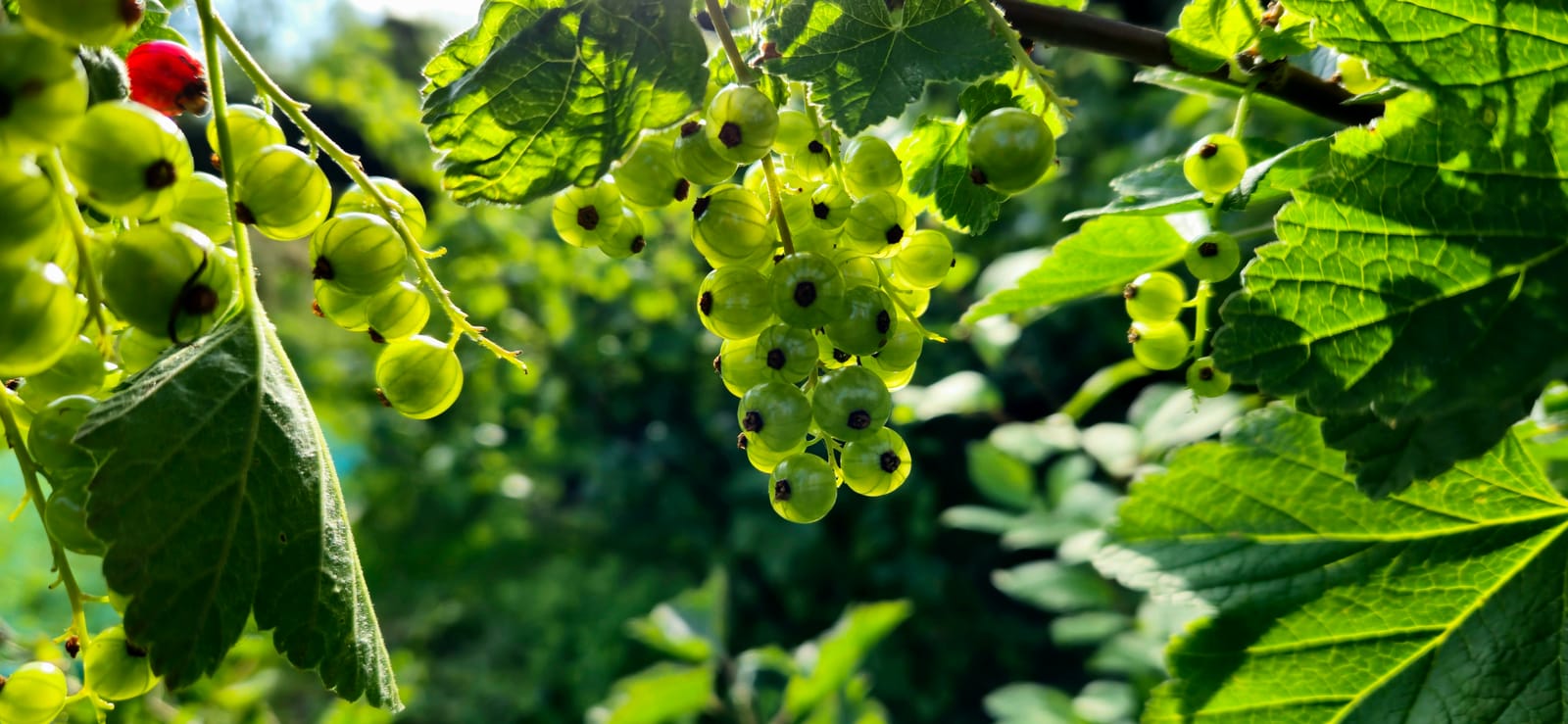 Bessen aan de struik