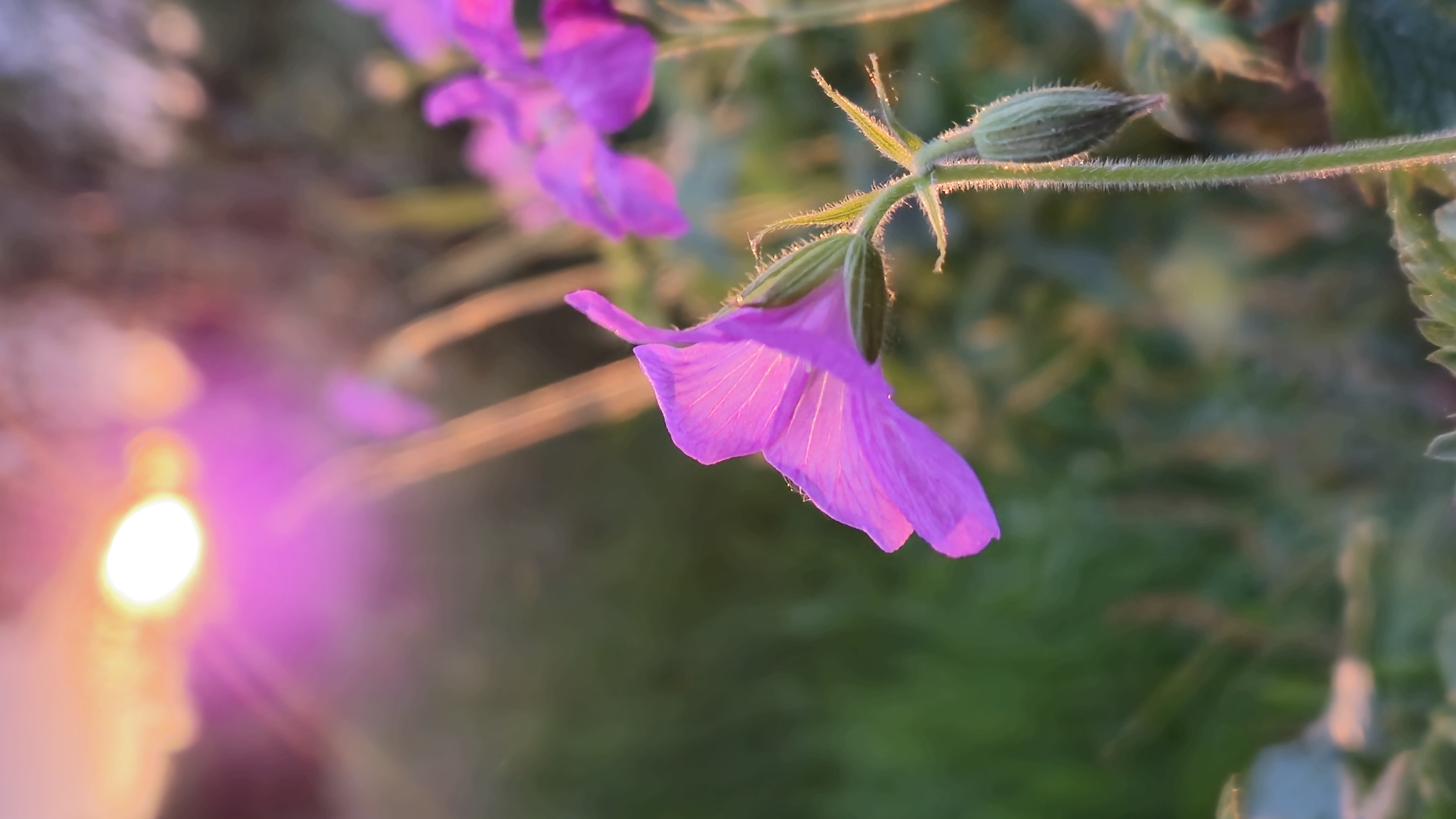 Bloem bij zonsondergang
