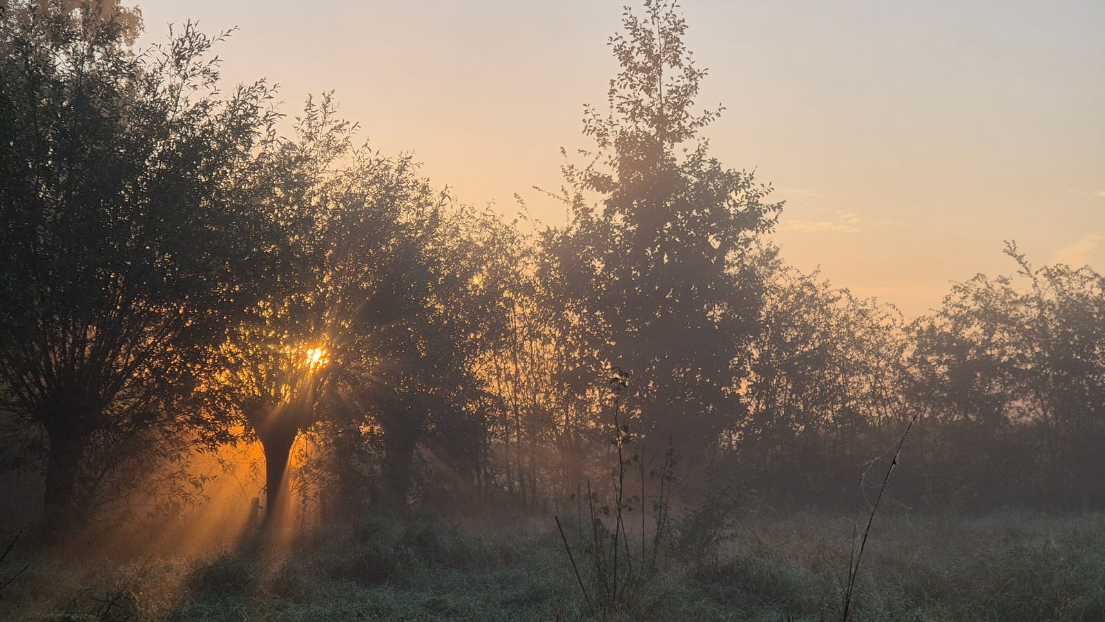 Ochtendmist in het voedselbos
