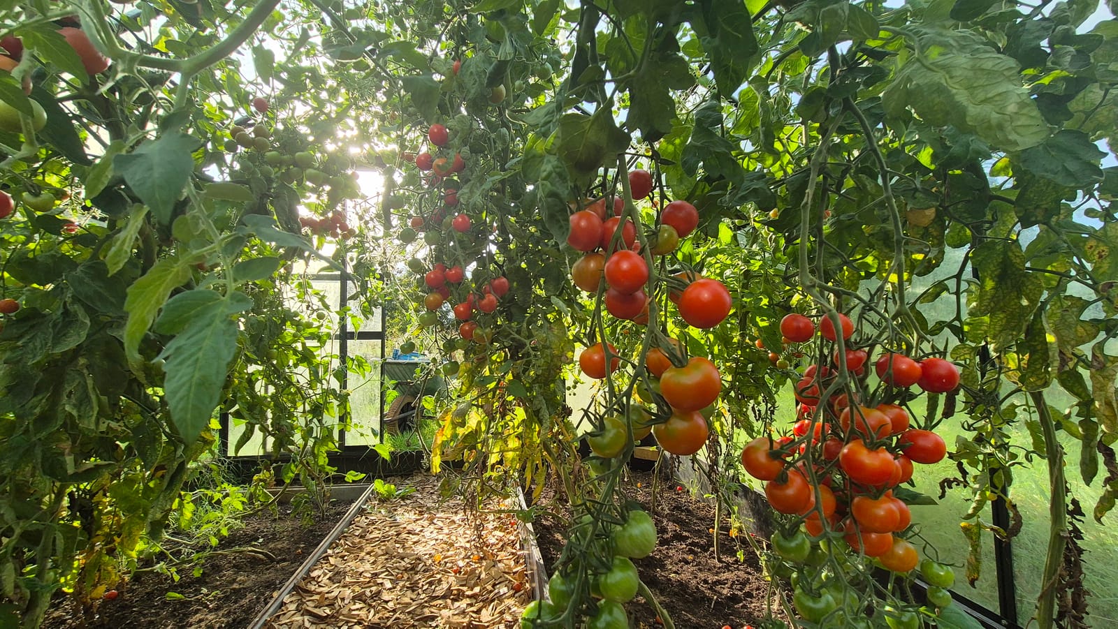 Tomaten rijpen in de kas