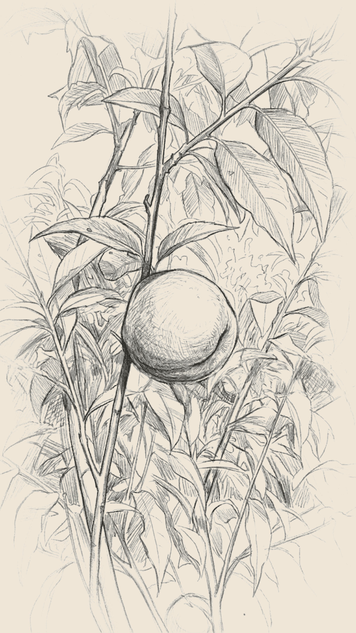 Potloodschets van een perzik aan de boom