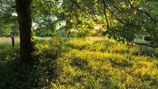 Avondlicht door de bomen in het voedselbos